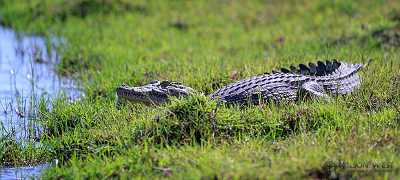 Crocodile
