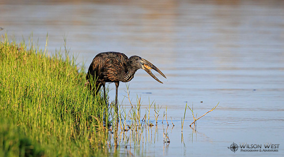 Openbill Stork