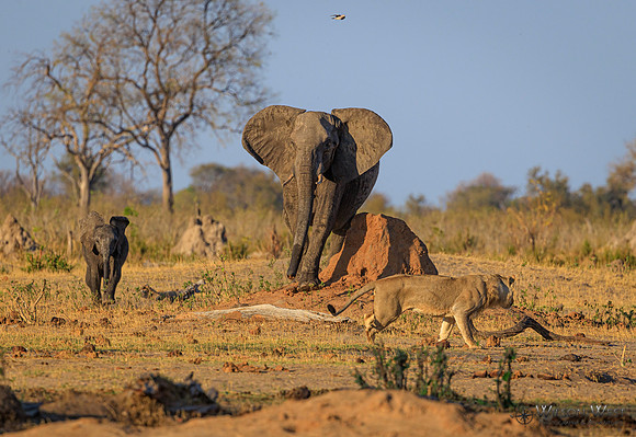 Lion, Elephant