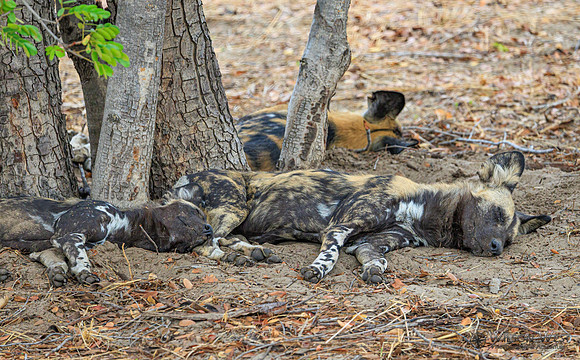 African Wild Dog