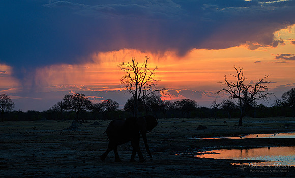 Sunset, Elephants