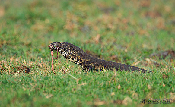 Water Monitor