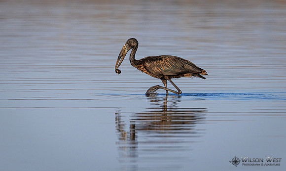 Openbill Stork