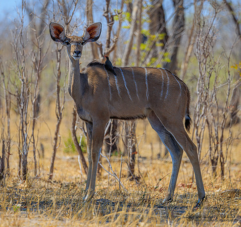 Greater Kudu