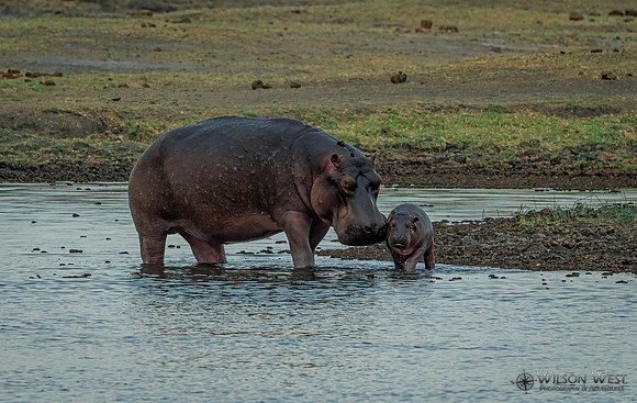Hippopotamus