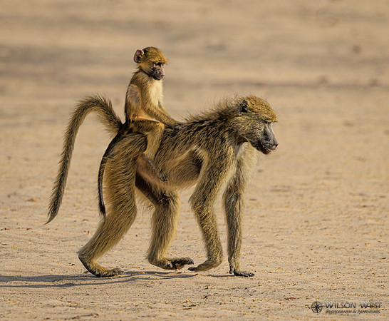 Baboon