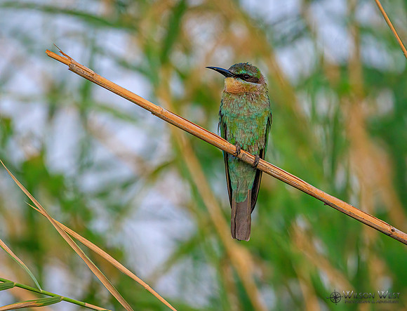 Blue-cheeked Bee-eater