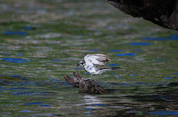 Wagtail