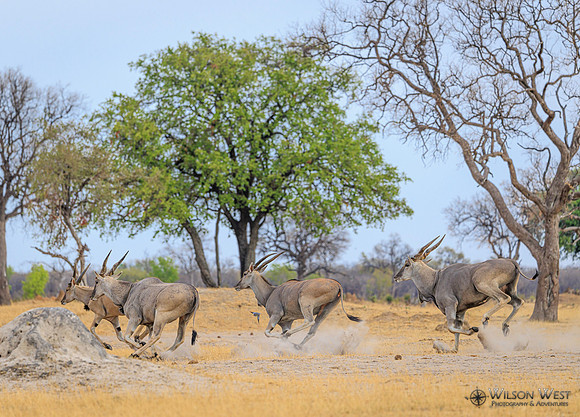 Eland