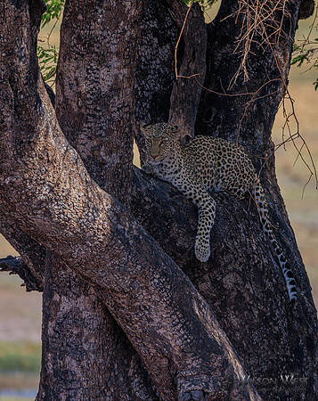 Leopard