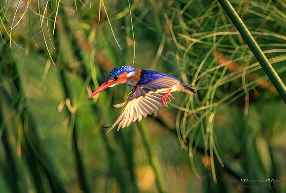 Malachite Kingfisher