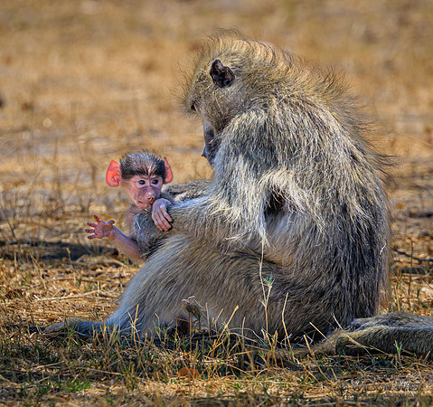 Baboon