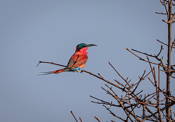 Carmine Bee-eater