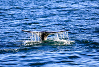 Whale Watching 2016