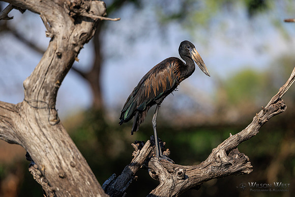 Openbill Stork