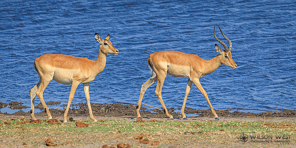 Impala