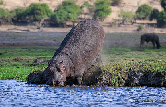 Hippopotamus