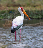 05 2-28 Naivasha