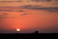 08 3-3 Amboseli am