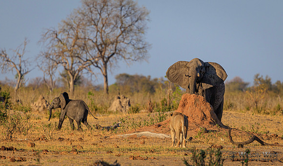 Lion, Elephant