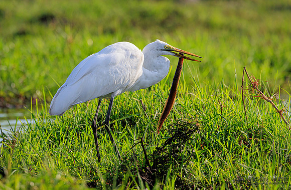 Great Egret