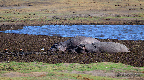 Hippopotamus