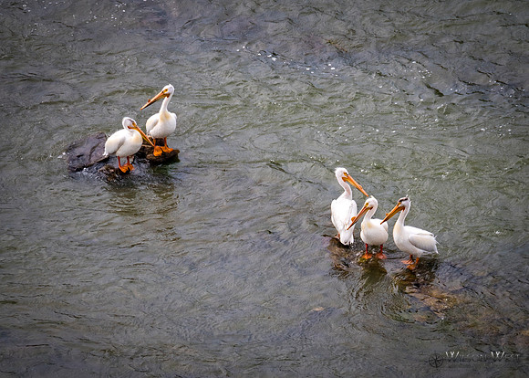 White Pelicans