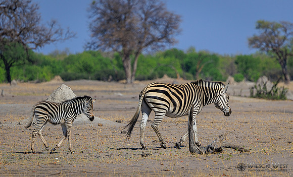 Burchell's Zebra