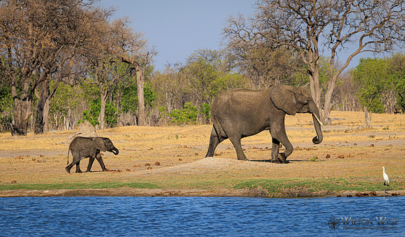 Elephant