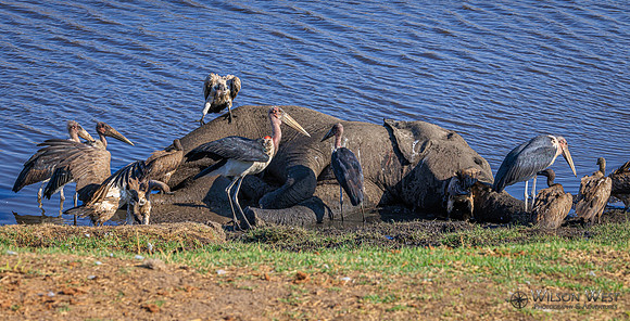 White-backed Vulture, Marabou Stork
