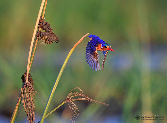 Malachite Kingfisher