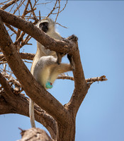 05 3-6 on way to Ndutu