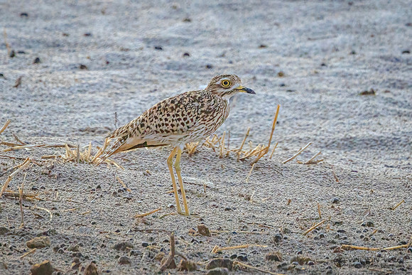 Thick-knee