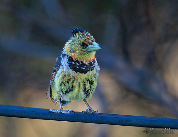 Crested Barbet