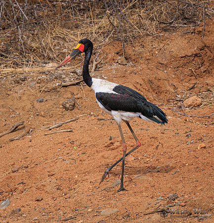Saddle-billed Stork