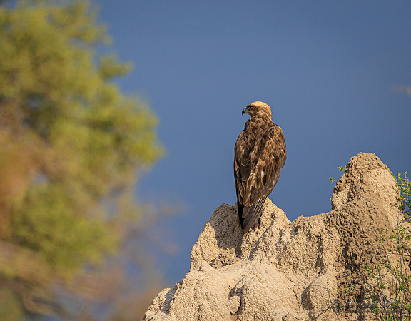 Tawny Eagle