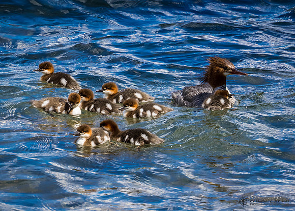 Common Merganser with Babies