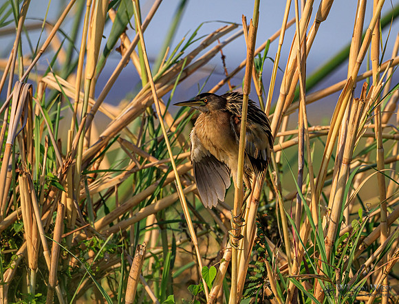 Little Bittern