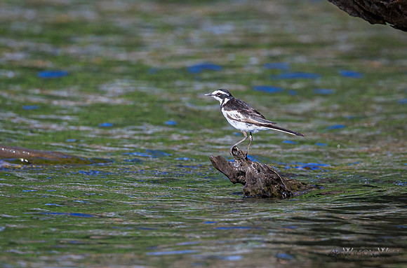 Wagtail