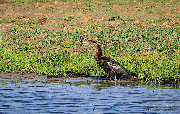 African Darter