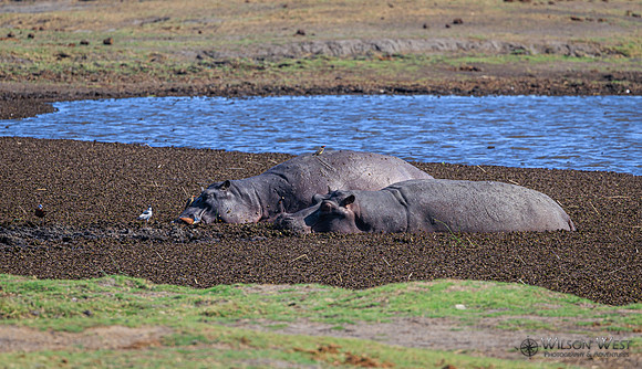 Hippopotamus
