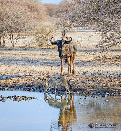 Blue Wildebeest, Black-backed Jackal