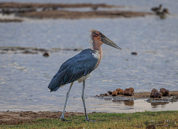 Marabou Stork