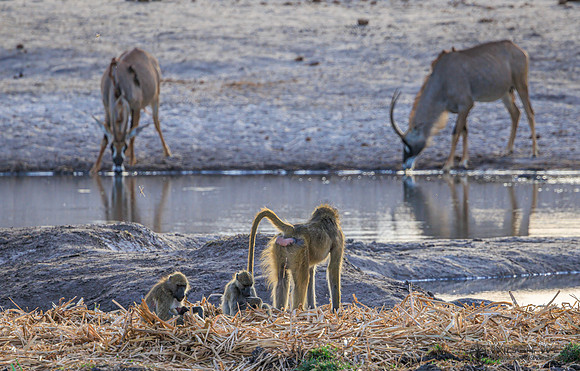 Baboon, Roan Antelope