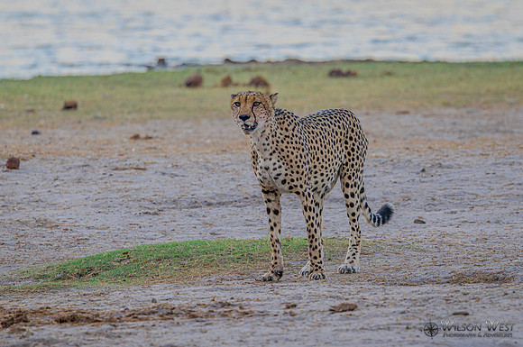 Cheetah