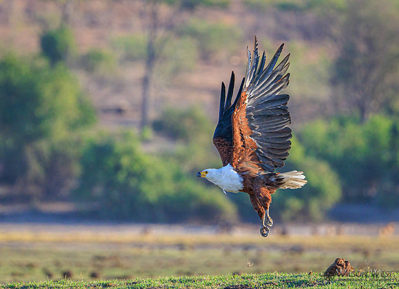 African Fish Eagle