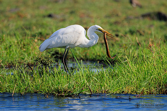 Great Egret
