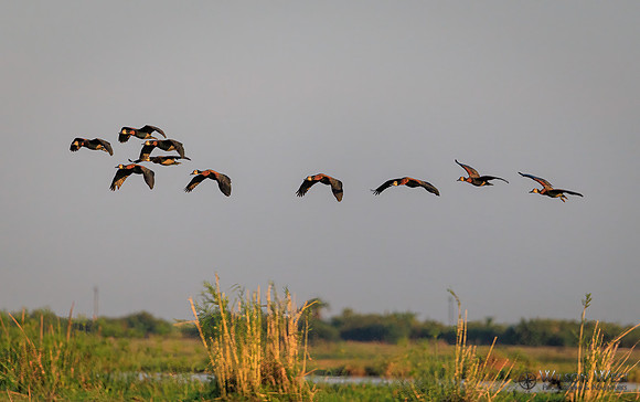 White-faced Whistling Ducks