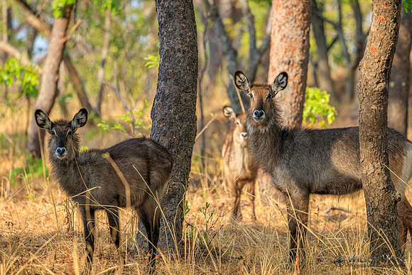Defassa Waterbuck
