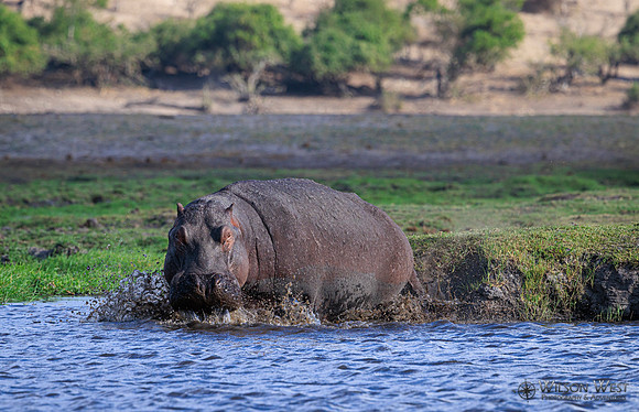 Hippopotamus